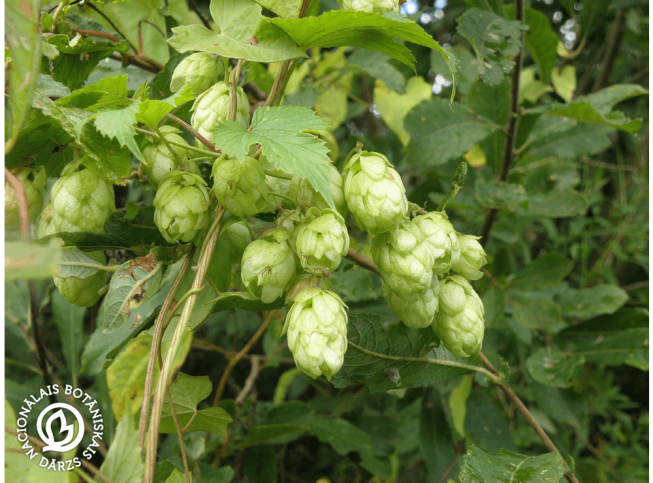 Humulus lupulus